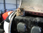 http://www.pictures.flyerlist.org.uk/current/engineintruder.jpg (198234 bytes)